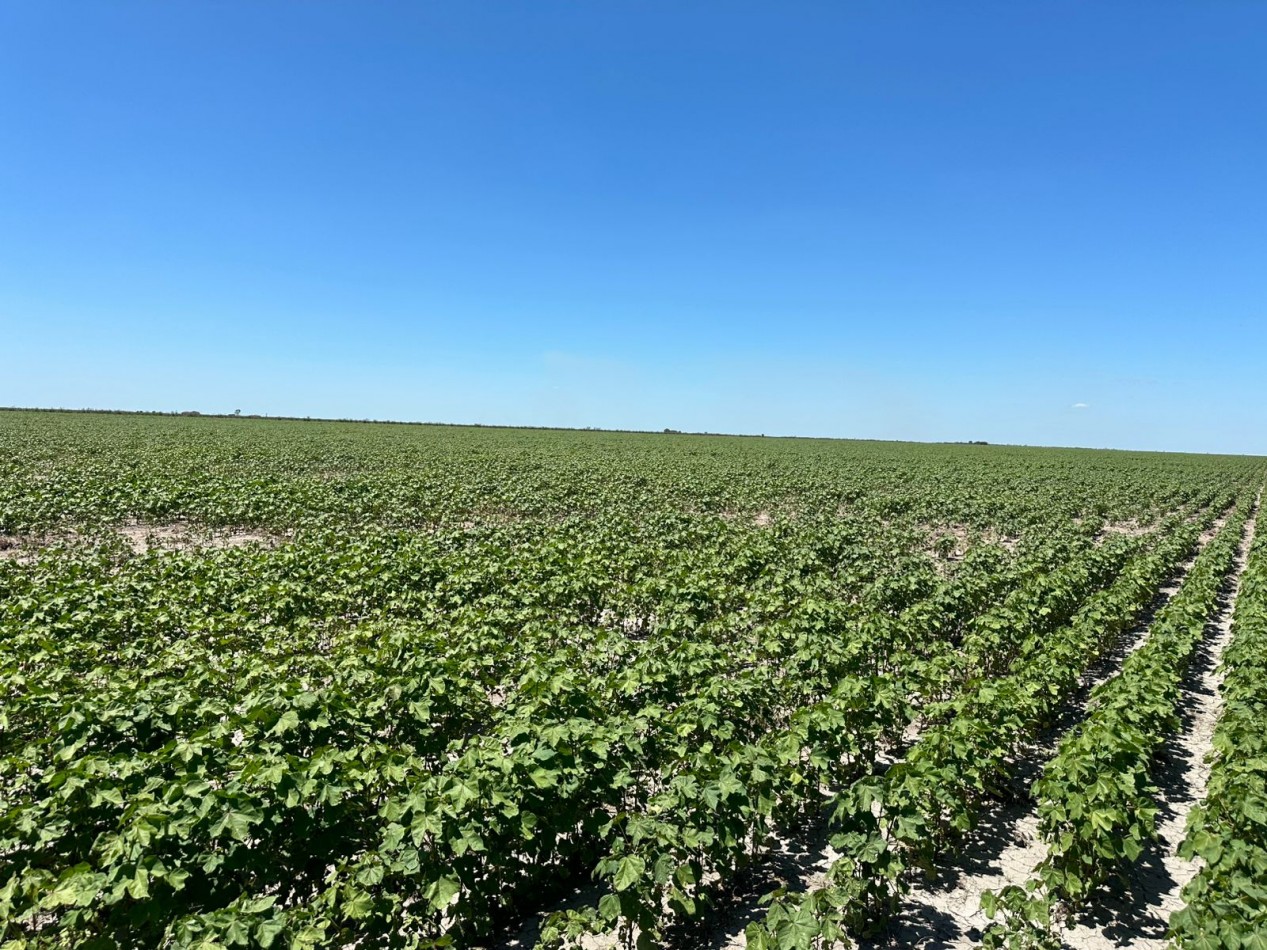 Sachayoj - Santiago del Estero - 563has /346has Limpias Agricolas